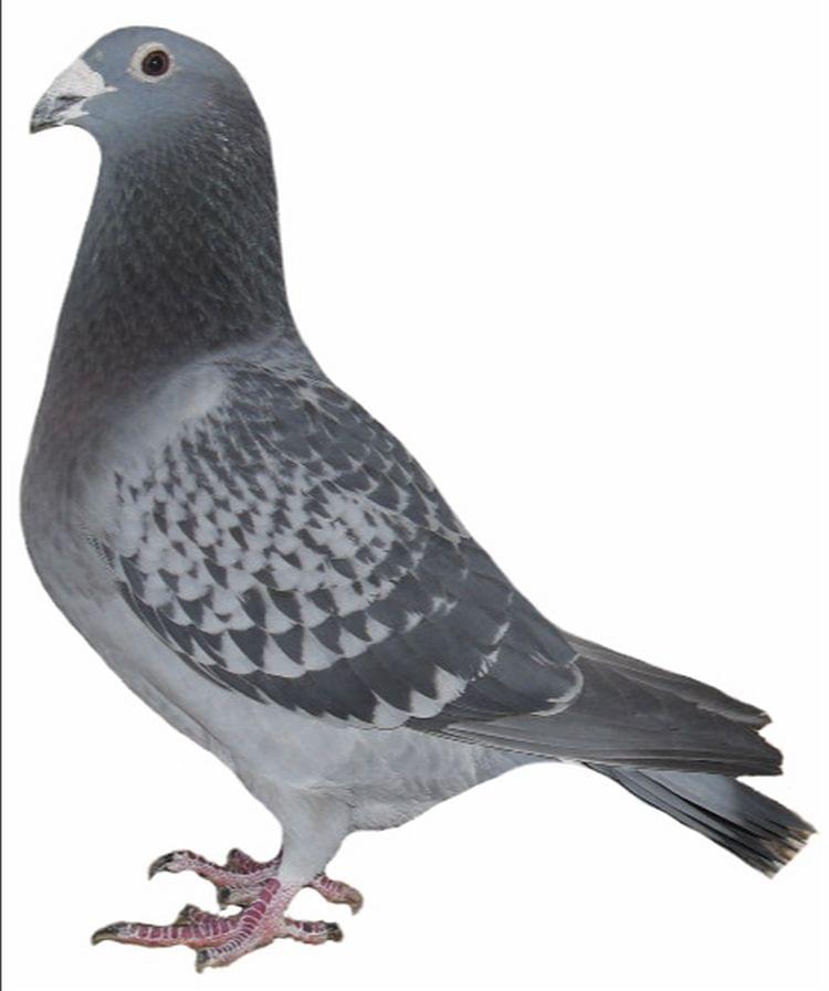 Pigeon Auction 1631342-11, seller FORA DE HORAS | GPloft.com