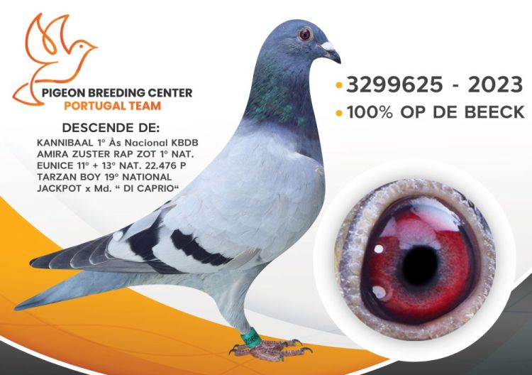 leil-o-do-pombo-3299625-23-do-propriet-rio-p-b-c-portugal-team