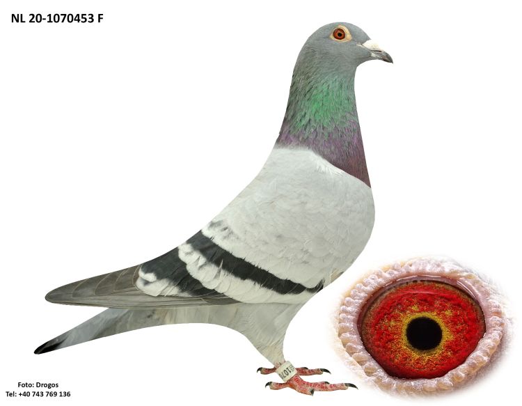Pigeon Auction BG-54655-21, seller Petar & Kiril Raponski H