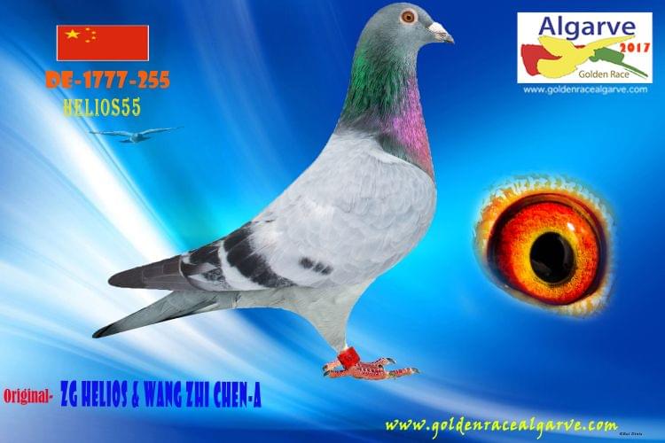 Pigeon Auction DE-1777-255, seller ZG Helios & Wang Zhi Chen