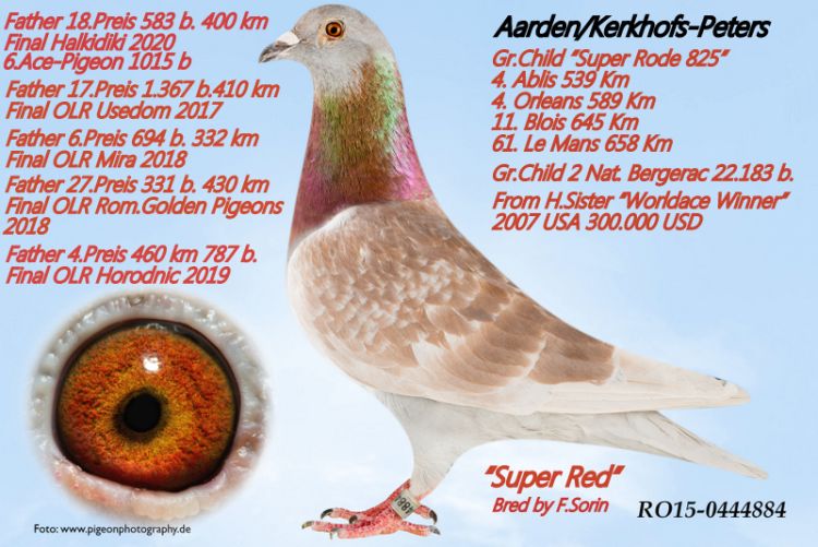 Pigeon Auction DV-02618-20-999, seller Karl-Heinz Wichert (587º