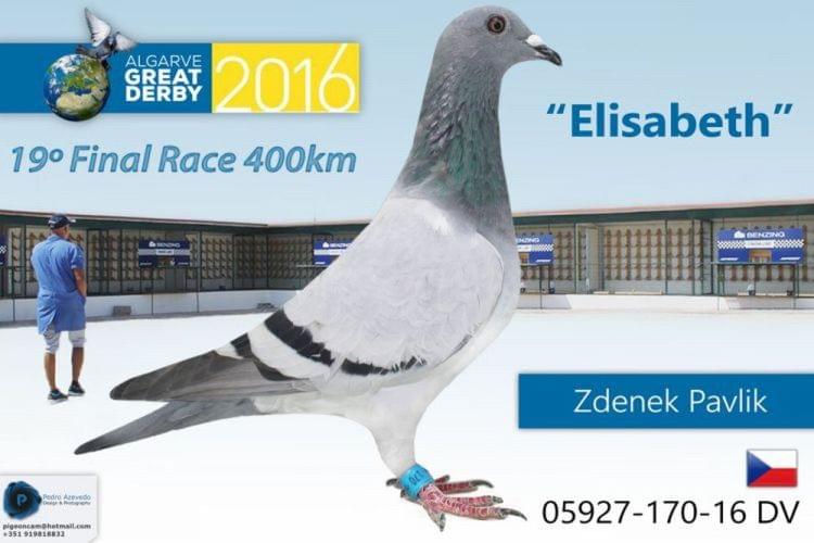 Pigeon Auction DV-05927-18-1165, seller Zdenek Pavlik (452º / Ace 