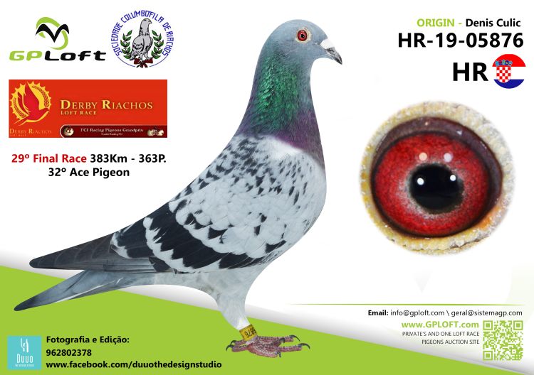 Pigeon Auction HR-19-05876, seller Denis Culic - A (29º / Ace: 32º ...