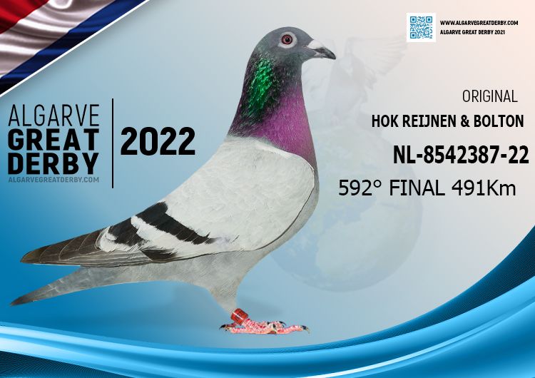 Pigeon Auction NL854238722, seller Hok Reijnen & Bolton K (592º / Ace