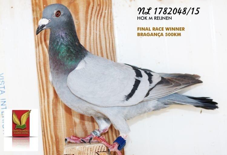 Pigeon Auction NL141137156, seller HOK M. REIJNEN & BOLTON GPloft