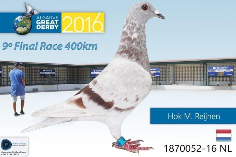 Pigeon Auction NL141137156, seller HOK M. REIJNEN & BOLTON GPloft