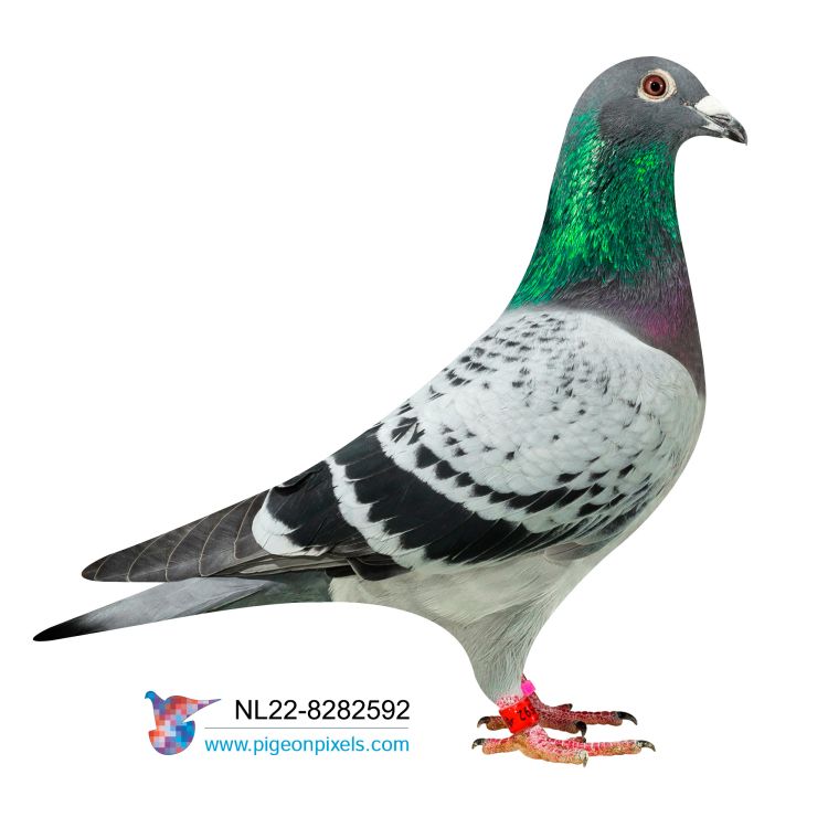 Pigeon Auction NL22-8282592, seller TH. RUTTEN AND SON