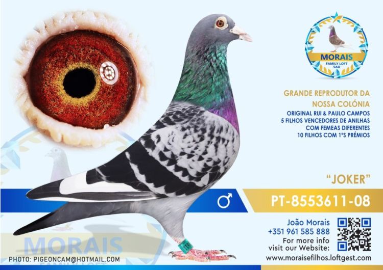 leil-o-do-pombo-pt-1200087-21-do-propriet-rio-paulo-c-sar-morais