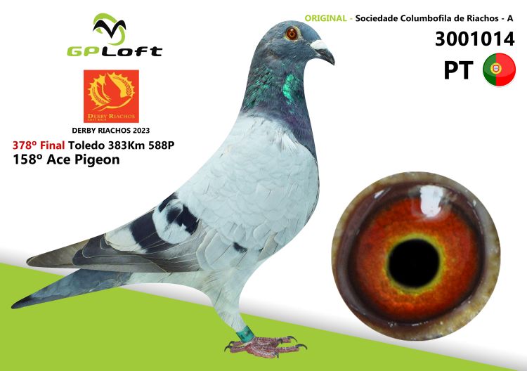 leil-o-do-pombo-pt-3001014-23-do-propriet-rio-sociedade-columbofila-de