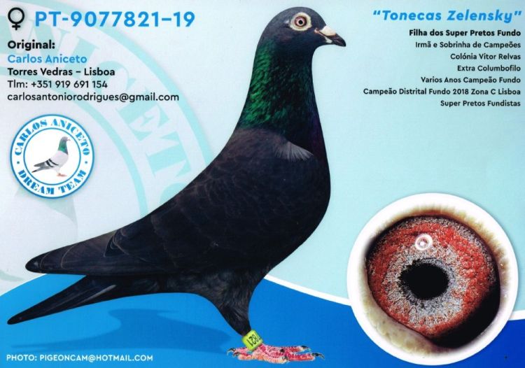 Pigeon Auction PT-5251311-25, seller CARLOS ANICETO | GPloft