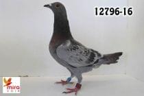 12796-16