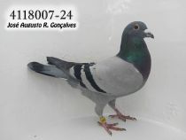 4118007-24