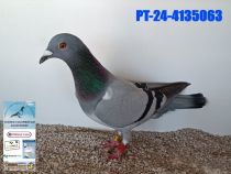 4135063-24