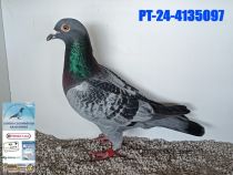 4135097-24