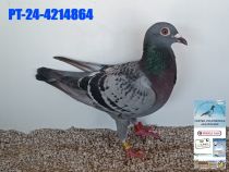 4214864-24