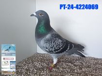 4224069-24