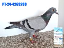 4263288-24