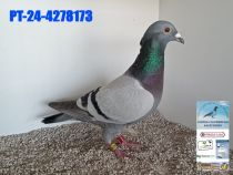 4278173-24