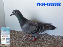 4282632-24