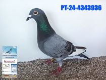 4343936-24