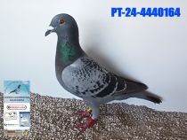 4440164-24