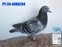 4485734-24