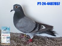 4487857-24
