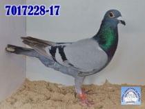 7017228-17
