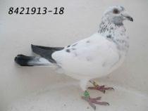 8421913-18