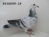 8436699-18