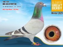 BE-24-6199738