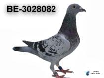 BE-3028082