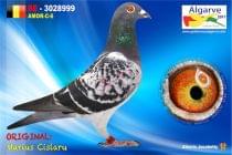 BE-3028999