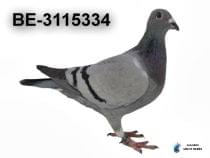 BE-3115334
