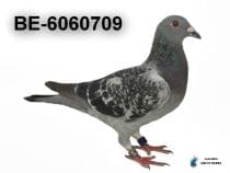 BE-6060709