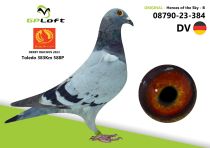 DE-08790-23-384