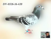 Dv0326 best sale