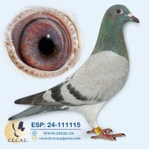 ESP24-111115