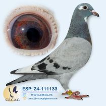 ESP24-111133