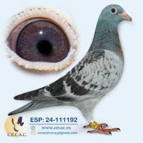 ESP24-111192