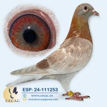 ESP24-111253