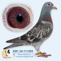 ESP24-111293
