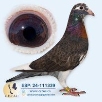 ESP24-111339