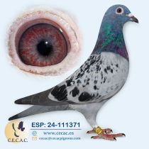 ESP24-111371