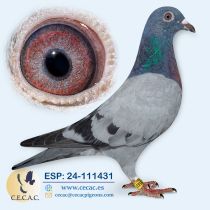 ESP24-111431