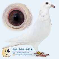 ESP24-111439