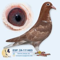 ESP24-111463