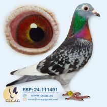 ESP24-111491