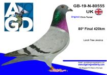 GB-19-N-80555