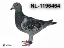 NL-1196464